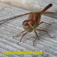 /home//u458753944/public_html/sourcegallery//Insects and small critters/dragonflies and damselflies/P8110036.JPG